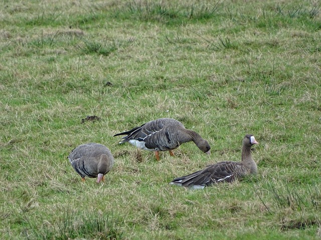 球发展重镇 球发展重镇